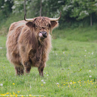 Buy canvas prints of Highland Cow with it's tongue up it's nose by Simon Marlow