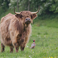 Buy canvas prints of Highland Cow in a green field with a Pheasant by Simon Marlow