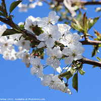 Buy canvas prints of Spring Cherry Blossom by Simon Marlow
