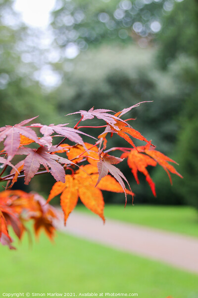 A Vivid Autumn Display Picture Board by Simon Marlow