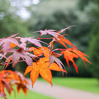 Buy canvas prints of A Vivid Autumn Display by Simon Marlow