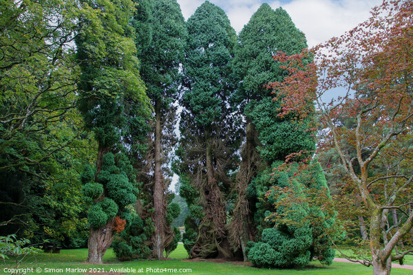 Westonbirt Arboretum Picture Board by Simon Marlow