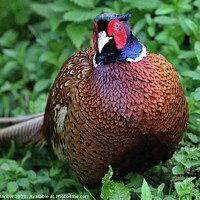 Buy canvas prints of Majestic Pheasant by Simon Marlow