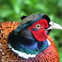 Buy canvas prints of Pheasant close-up by Simon Marlow