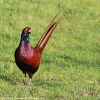 Buy canvas prints of Majestic Male Pheasant by Simon Marlow