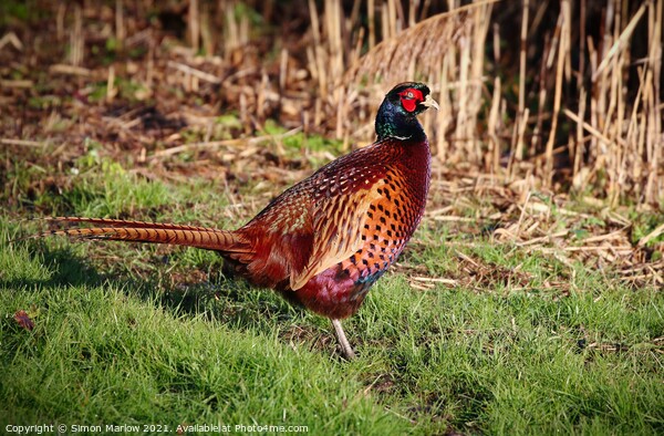 Pheasant in a field Picture Board by Simon Marlow