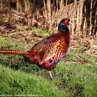 Buy canvas prints of Pheasant in a field by Simon Marlow