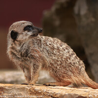 Buy canvas prints of Adorable Meerkat Standing Guard by Simon Marlow