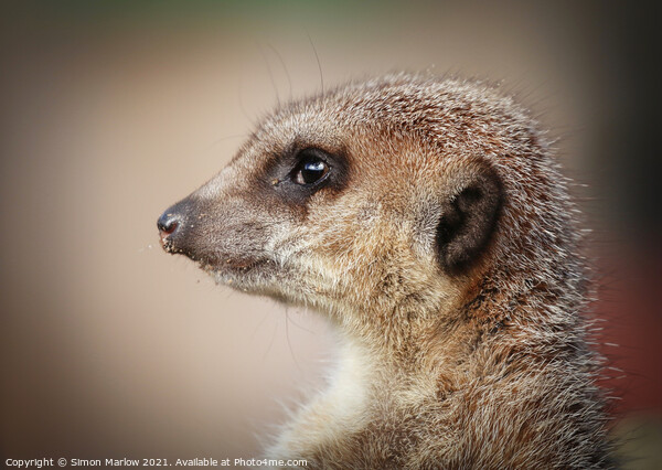 Meerkat on the lookout Picture Board by Simon Marlow