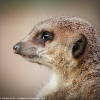 Buy canvas prints of Meerkat on the lookout by Simon Marlow