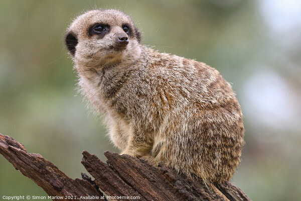 Meerkat Picture Board by Simon Marlow