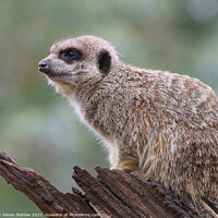 Buy canvas prints of The Watchful Suricate by Simon Marlow