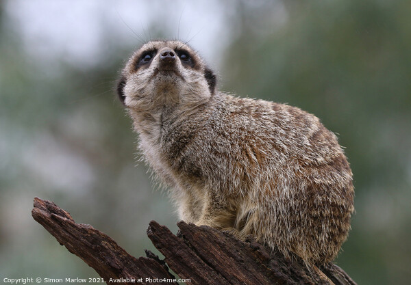 Adorable Meerkat Standing Guard Picture Board by Simon Marlow