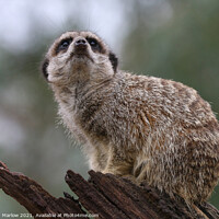 Buy canvas prints of Adorable Meerkat Standing Guard by Simon Marlow