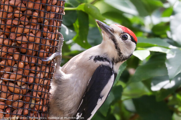 Woodpecker Picture Board by Simon Marlow