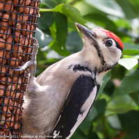 Buy canvas prints of Woodpecker by Simon Marlow