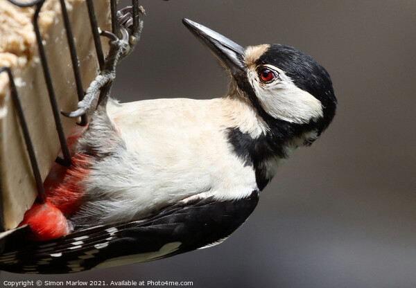 Majestic Great Spotted Woodpecker Picture Board by Simon Marlow