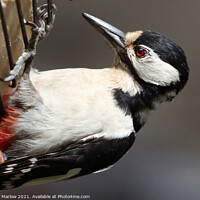 Buy canvas prints of Majestic Great Spotted Woodpecker by Simon Marlow