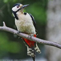 Buy canvas prints of Woodpecker by Simon Marlow