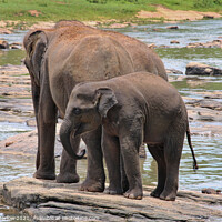 Buy canvas prints of A baby elephant standing next to a body of water by Simon Marlow