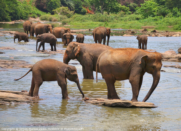 Herd of Elephants Picture Board by Simon Marlow
