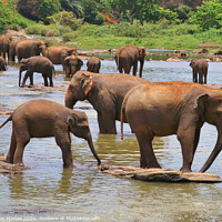 Buy canvas prints of Herd of Elephants by Simon Marlow