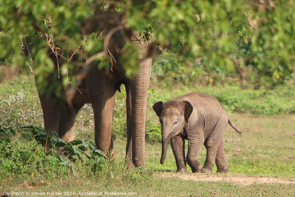 Sri Lanka Elephants Picture Board by Simon Marlow