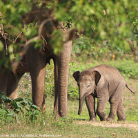 Buy canvas prints of Sri Lanka Elephants by Simon Marlow