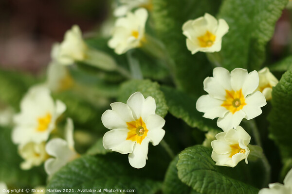 Radiant Spring Primroses Picture Board by Simon Marlow