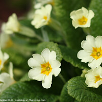 Buy canvas prints of Radiant Spring Primroses by Simon Marlow