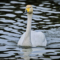 Buy canvas prints of Graceful Bewick Swan Gliding on Water by Simon Marlow