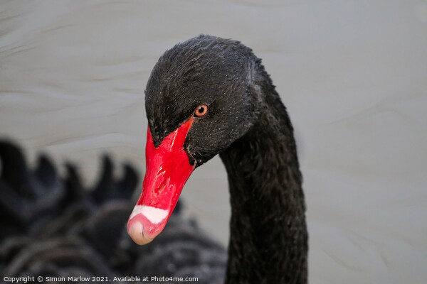 Majestic Beauty of the Black Swan Picture Board by Simon Marlow