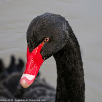 Buy canvas prints of Majestic Beauty of the Black Swan by Simon Marlow