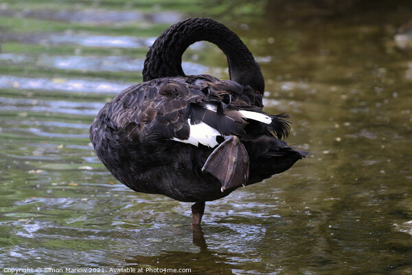 Majestic Black Swan Preening on a Tranquil Lake Picture Board by Simon Marlow