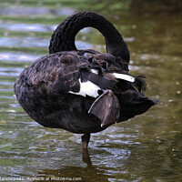 Buy canvas prints of Majestic Black Swan Preening on a Tranquil Lake by Simon Marlow