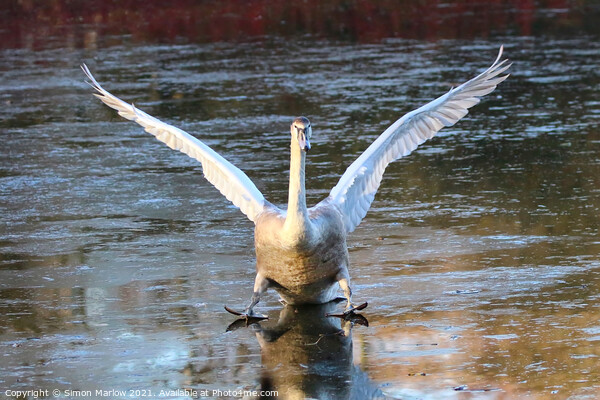 Swan landing on ice Picture Board by Simon Marlow