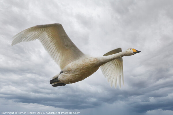 Whooper Swan in flight Picture Board by Simon Marlow