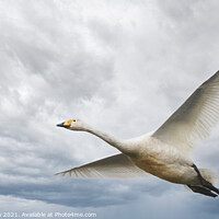 Buy canvas prints of Whooper Swan in flight by Simon Marlow