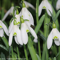 Buy canvas prints of Snowdrops by Simon Marlow