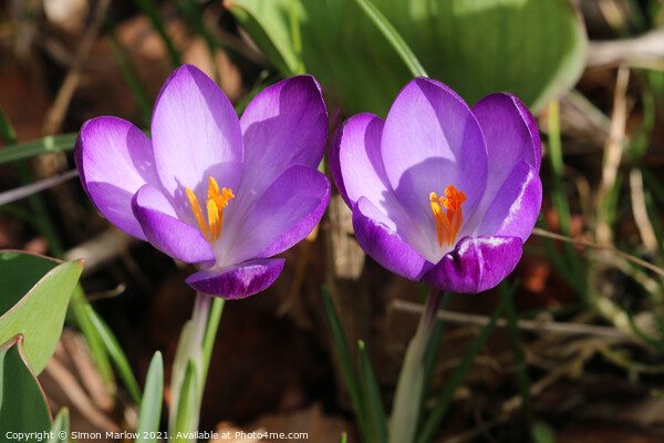 Crocus in Spring Picture Board by Simon Marlow