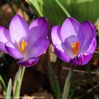 Buy canvas prints of Crocus in Spring by Simon Marlow