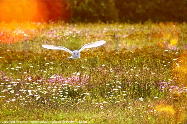Majestic Barn Owl in its Natural Habitat Picture Board by Simon Marlow
