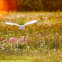 Buy canvas prints of Majestic Barn Owl in its Natural Habitat by Simon Marlow