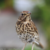 Buy canvas prints of Song Thrush by Simon Marlow