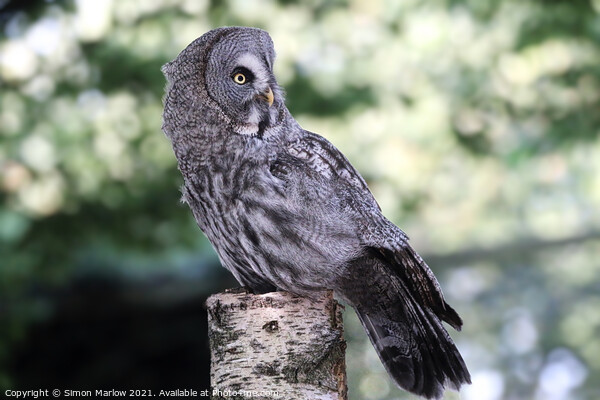 Majestic Great Grey Owl Picture Board by Simon Marlow