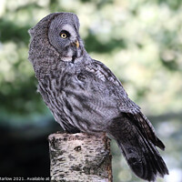 Buy canvas prints of Majestic Great Grey Owl by Simon Marlow