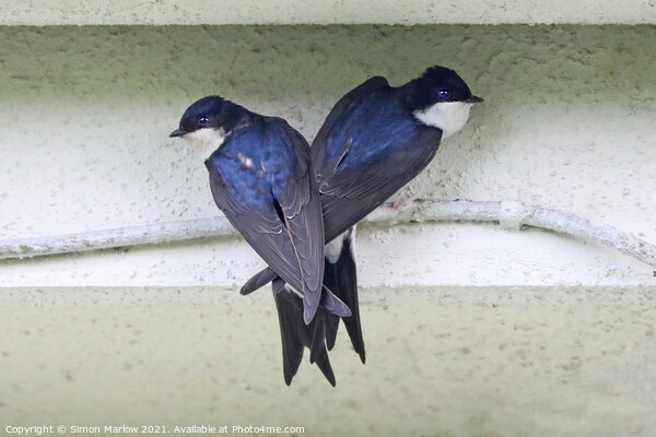 House Martin Picture Board by Simon Marlow