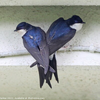 Buy canvas prints of House Martin by Simon Marlow