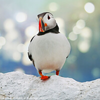 Buy canvas prints of Puffin by Simon Marlow