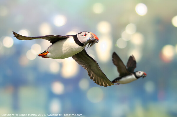 Colourful Atlantic Puffin in Flight Picture Board by Simon Marlow